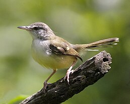 Принія смугастокрила (Prinia familiaris)