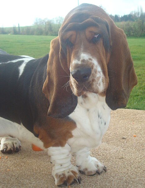 File:Basset-hound portrait.jpg