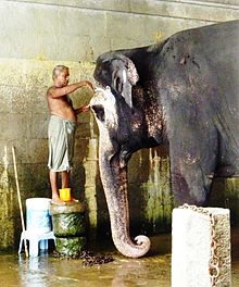 A temple elephant being washed at a Hindu temple in Kanchipuram, Tamil Nadu Bathtime at temple in Kanchipuram, Tamil Nadu.jpg
