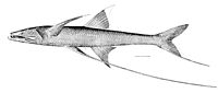 Pelagic Fish