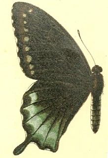 <i>Battus devilliersii</i> Species of butterfly