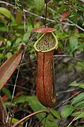 Nepenthes × bauensis