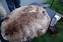 A beaver pelt