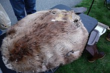 Beaver - Wikipedia