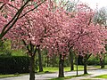 Kirschblüte, Bergstraße
