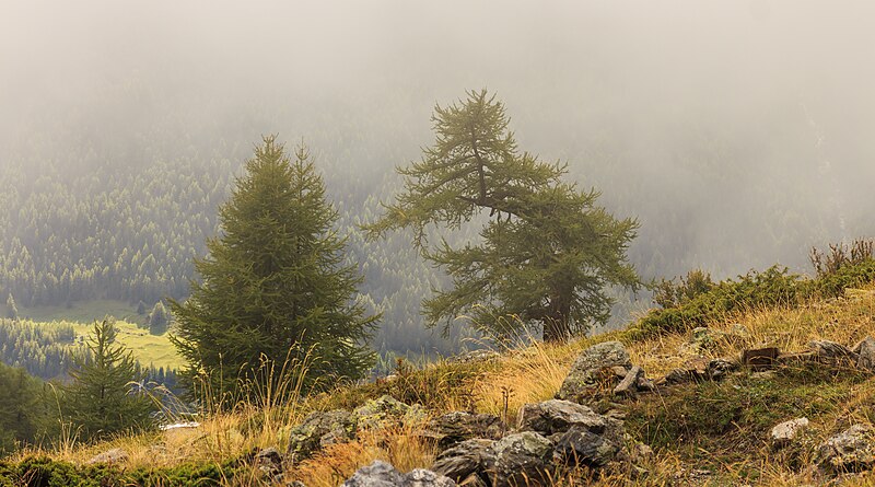 File:Bergtocht van Gimillan (1805m.) naar Colle Tsa Sètse in Cogne Valley (Italië). Europese lariks (Larix decidua) langs het bergpad in de mist.jpg