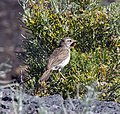 Berthelots pipit (5489585222).jpg