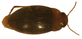 Bidessonotus inconspicuus