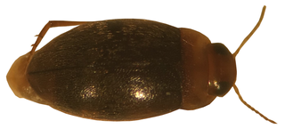 <i>Bidessonotus inconspicuus</i> species of insect