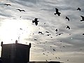 Birds flying in Essaouira beach.jpg