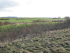 Bittesby, site of medieval village - geograph.org.uk - 1614408.jpg