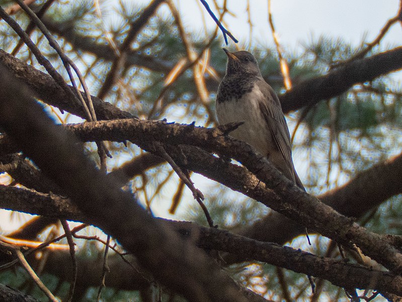 File:Black-throated Thrush (49643660092).jpg