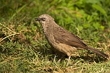 Qora taniqli Babbler.jpg