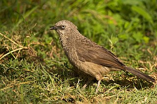 <span class="mw-page-title-main">Black-lored babbler</span> Species of bird