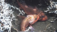 Blackbelly rosefish among Lophelia corals. Blackbelly rosefish Helicolenus dactylopterus.jpg