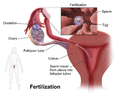 Smanjeni pregled verzije na dan 16:44, 20 novembar 2013