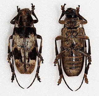 <i>Blepephaeus succinctor</i> Species of beetle