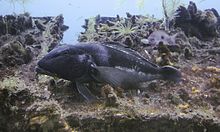 Blue cod in Milford Sound on a bedrock outcrop Blue Cod in Milford Sound.jpg