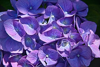 Blue Hydrangea macrophylla