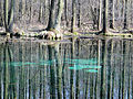 Blue Sources Nature Reserve in Tomaszow Mazowiecki - 29.jpg