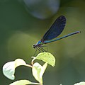 Blå jungfruslända (Calopteryx virgo) - Beautiful demoiselle-1351 - Flickr - Ragnhild & Neil Crawford.jpg