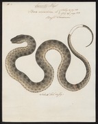 Boa murina - 1734-1765 - Print - Iconographia Zoologica - Special Collections University of Amsterdam - UBA01 IZ11900039.tif