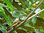 Boat-billed flycatchers.jpg