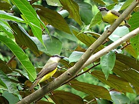 Boat-billed flycatchers.jpg