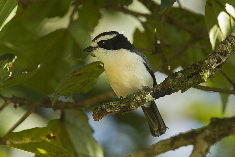 File:Bocage's Bushshrike.jpg