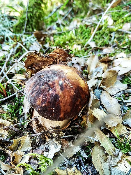 File:Boletus aereus 21766832.jpg