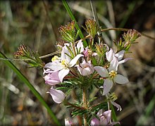 Boronia pilosa.jpg