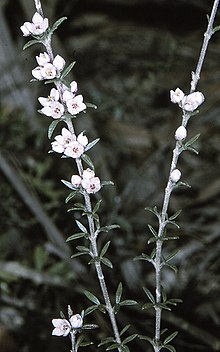 Boronia rigens.jpg