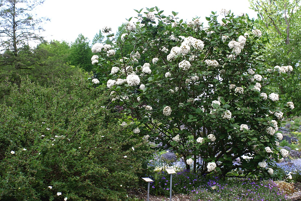 Image of Korean spice viburnum shrub in garden setting