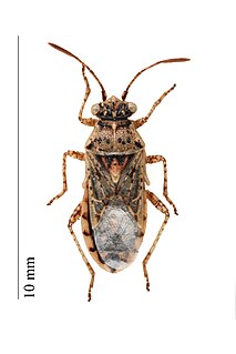 <i>Brachycarenus</i> Genus of true bugs