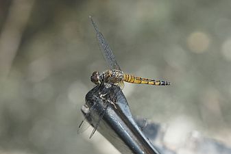 Little Blue Marsh Hawk Brachydiplax sobrina female