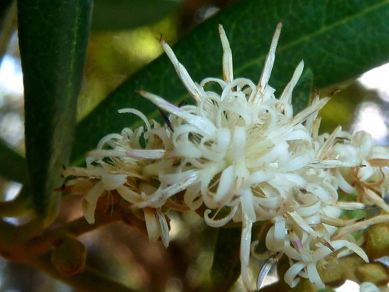 File:Brachylaena neriifolia, blomhofie, Manie van der Schijff BT, a.jpg