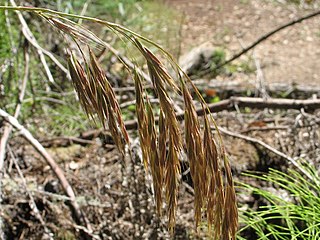 <i>Bromus laevipes</i> Species of flowering plant