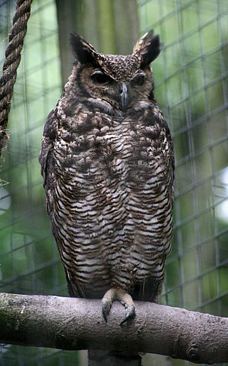 <span class="mw-page-title-main">South American great horned owl</span> Subspecies of bird