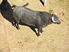 Bull - Mexico-stad.jpg