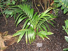 Burretiokentia hapala - Botanischer Garten von Atlanta.JPG