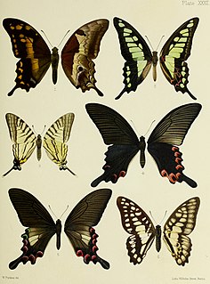 <i>Papilio syfanius</i> Species of butterfly