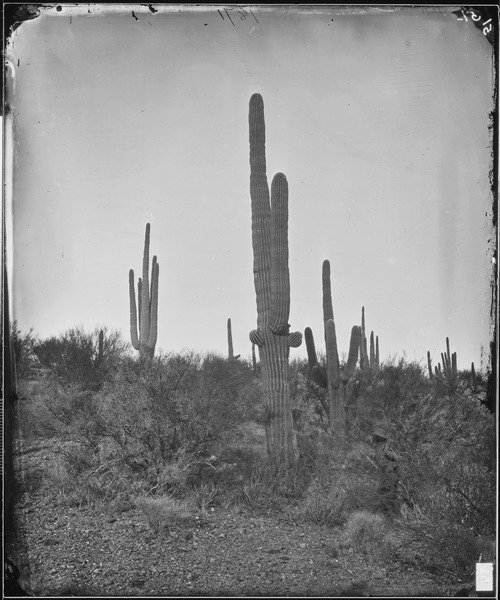 File:CEREUS GIGANTEUS (CACTUS), ARIZONA - NARA - 524154.tif