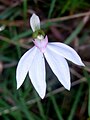 Caladenia picta Western Australia Blue Gum Forest