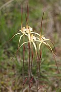 Caladenia xantha