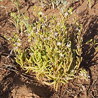 Calandrinia eremaea