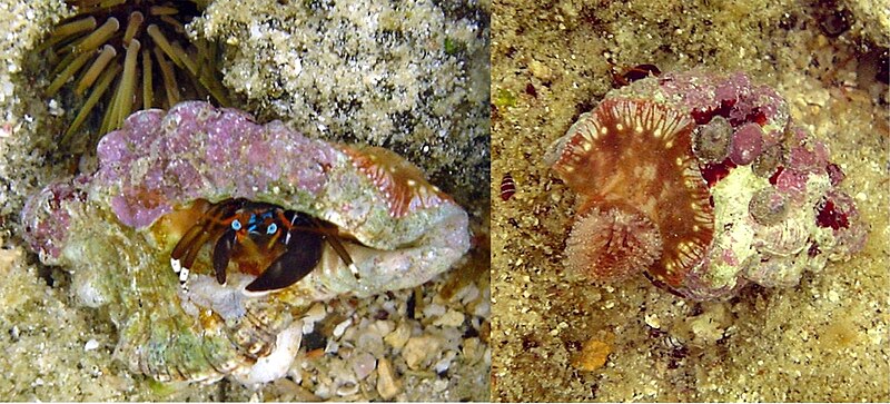 File:Calcinus laevimanus hermit crab with Calliactis sea anemone. 2 frames in one.jpg