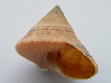 Calliostoma aequisculptum 001.jpg 