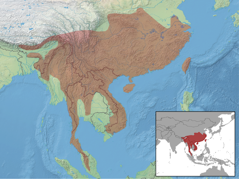 File:Callosciurus erythraeus distribution.png