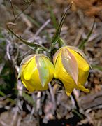 Calochortus raichei