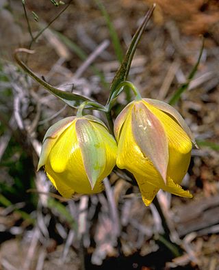 <i>Calochortus raichei</i> Species of flowering plant